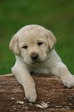 LABRADOR 1322